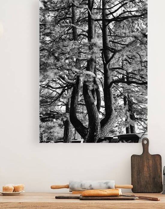 Evergreen Trident by Earthshine Emporium