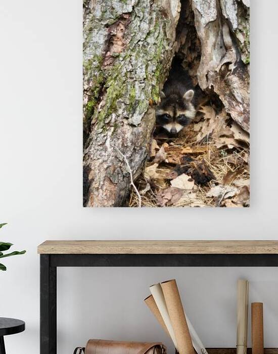 Racoon Kit by Earthshine Emporium