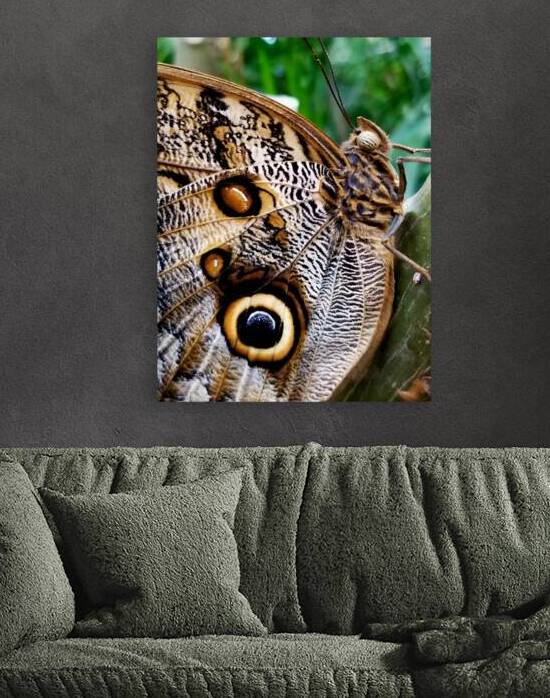 Owl Butterfly by Earthshine Emporium