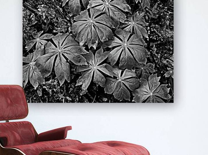 Mayapples by Earthshine Emporium