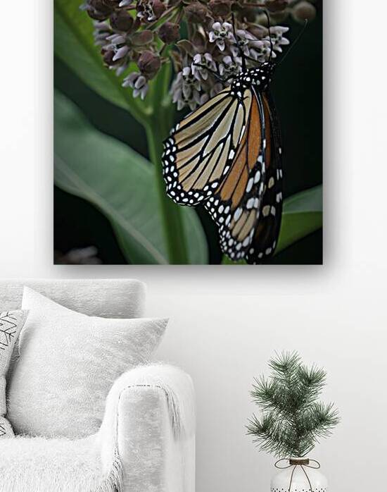Monarch On Milkweed by Earthshine Emporium