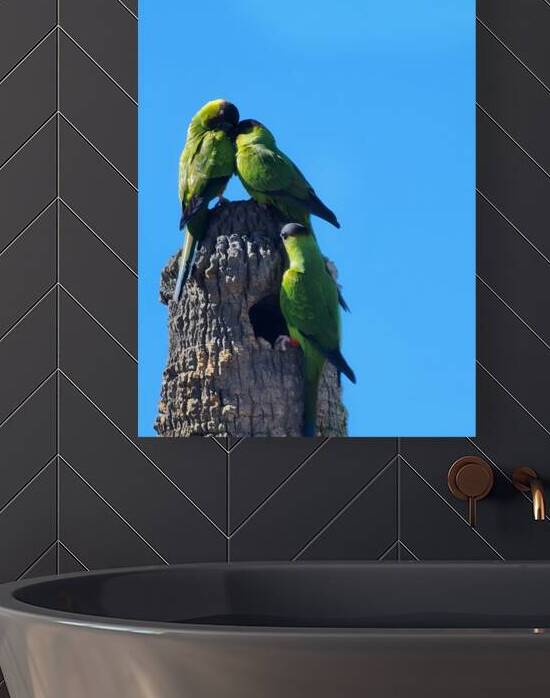 Nanday Parakeets by Earthshine Emporium