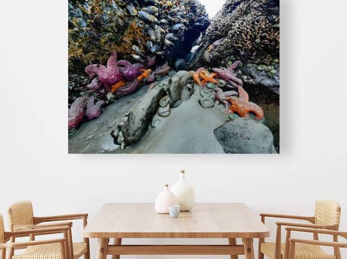 Tidal Pool 2 by Earthshine Emporium