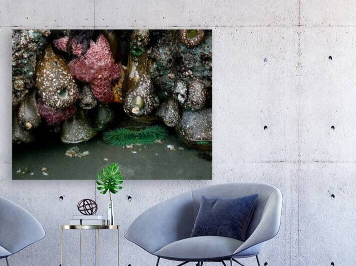 Tidal Pool 5 by Earthshine Emporium