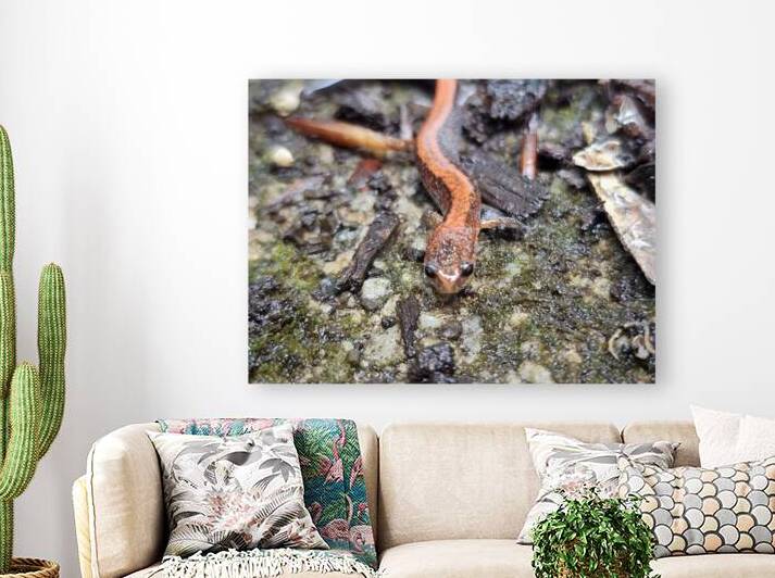 Redback Salamander by Earthshine Emporium