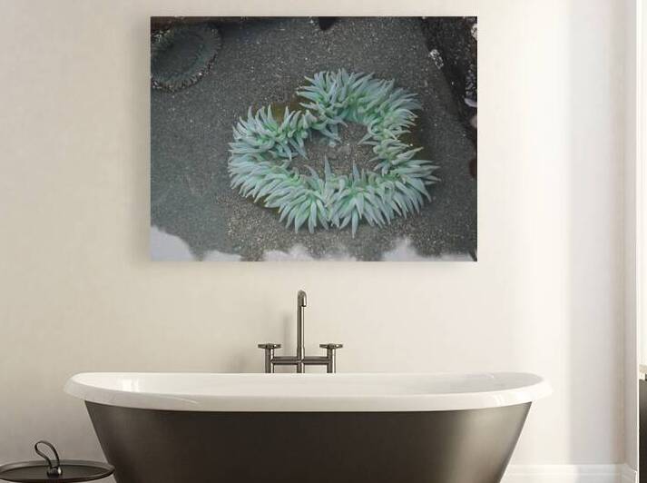 Sea Anemone by Earthshine Emporium