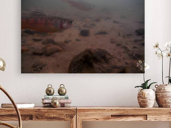 Shade Brook Trout Fave 1 by Earthshine Emporium