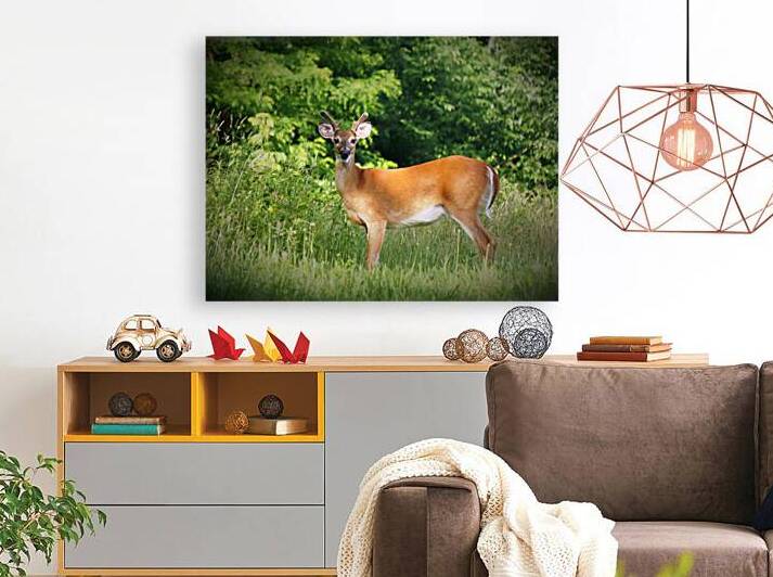 Velvet Buck by Earthshine Emporium