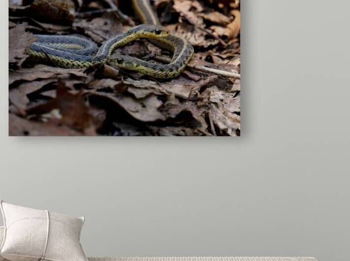 Garter Snakes by Earthshine Emporium