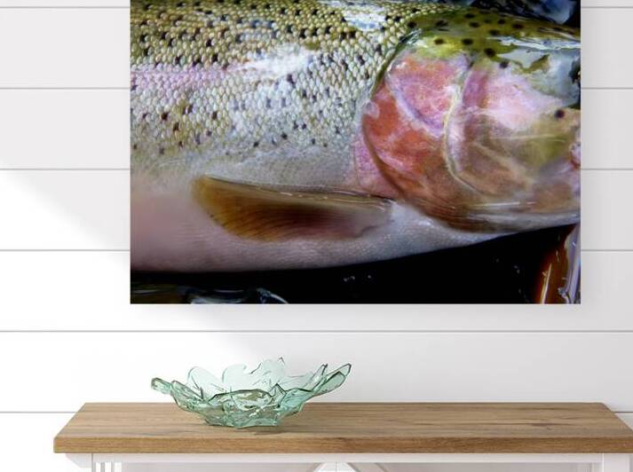 Trout Operculum by Earthshine Emporium