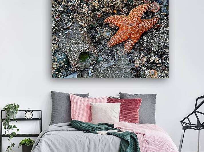 Tidal Pool 1 by Earthshine Emporium