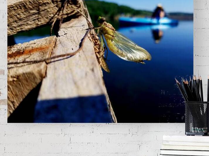 Emerging Dragonfly by Earthshine Emporium