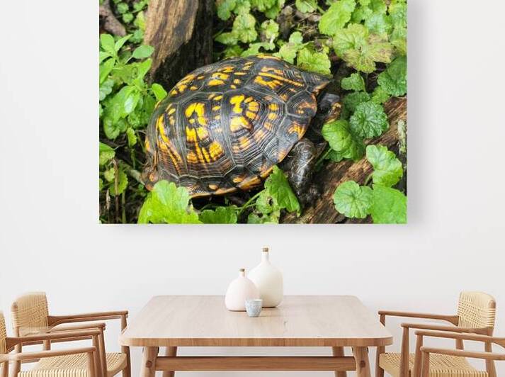Box Turtle by Earthshine Emporium