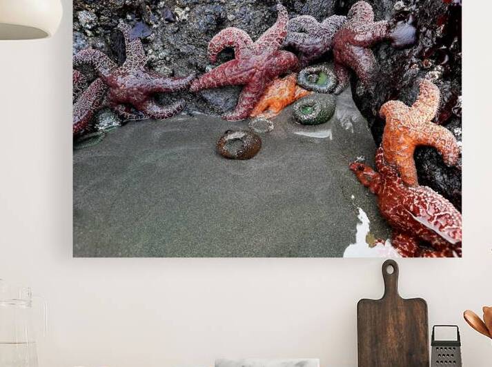 Tidal Pool 4 by Earthshine Emporium