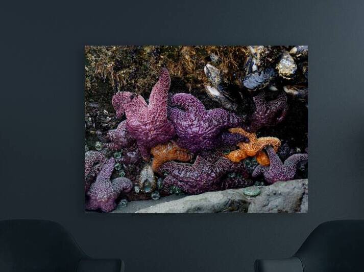 Tidal Pool 7 by Earthshine Emporium