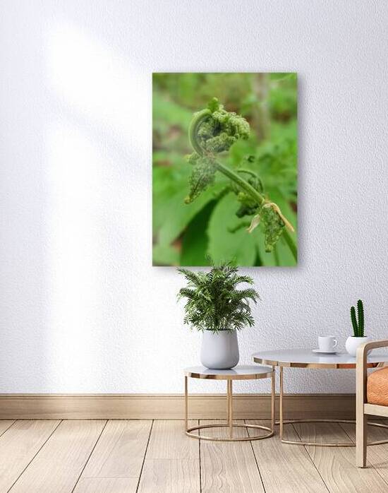 Fiddlehead 1 by Earthshine Emporium