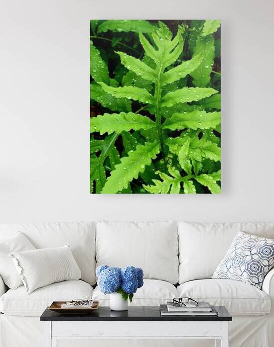 Sensitive Fern by Earthshine Emporium