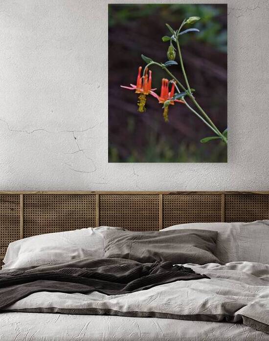 Columbine by Earthshine Emporium