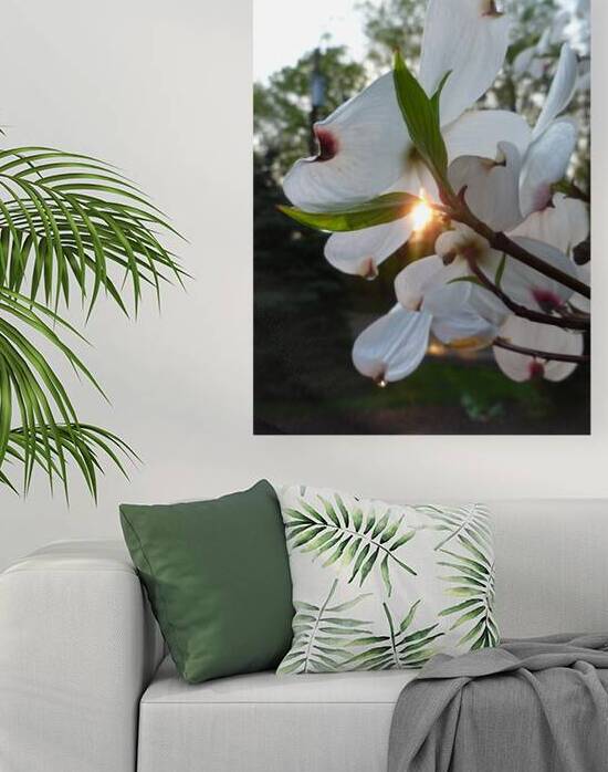 White Dogwood At Sunset by Earthshine Emporium