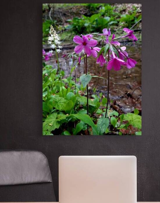 Creeping Phlox Streamside by Earthshine Emporium