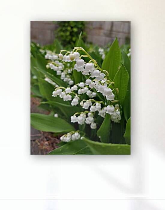 Lily Of The Valley by Earthshine Emporium