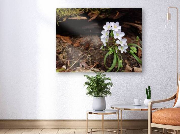 Spring Beauties by Earthshine Emporium