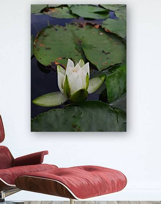 Water Lily by Earthshine Emporium