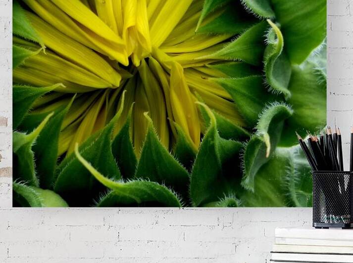 Sunflower Bud by Earthshine Emporium