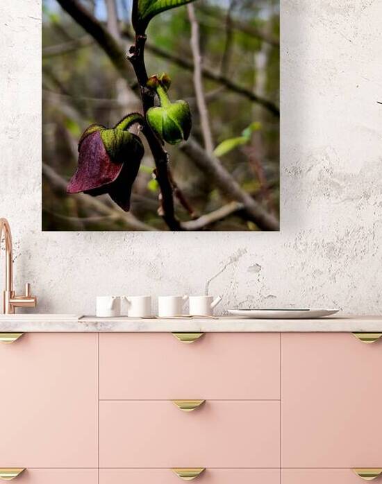 Paw Paw Flower by Earthshine Emporium