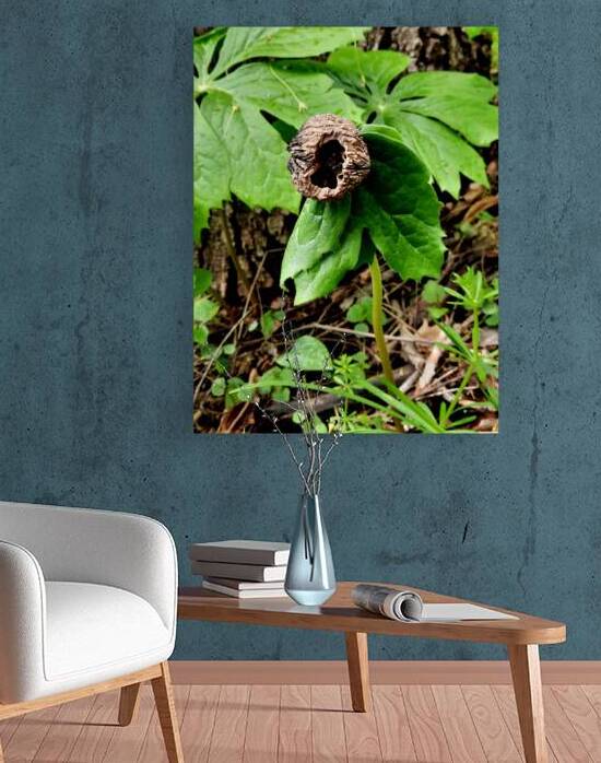 Walnut Head by Earthshine Emporium