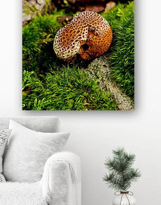 Snoring Fungus by Earthshine Emporium