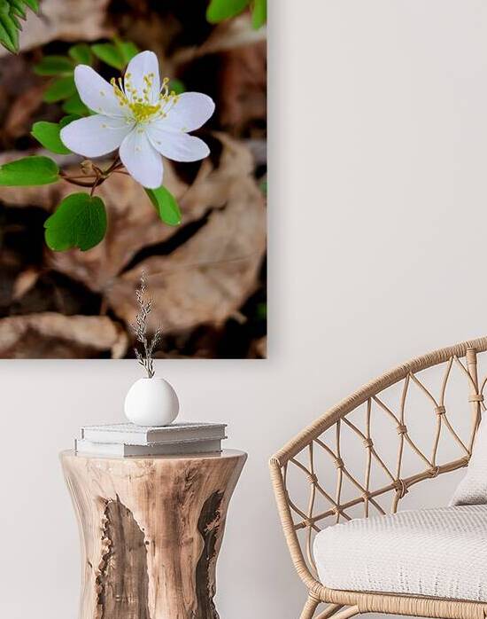 Rue Anemone by Earthshine Emporium