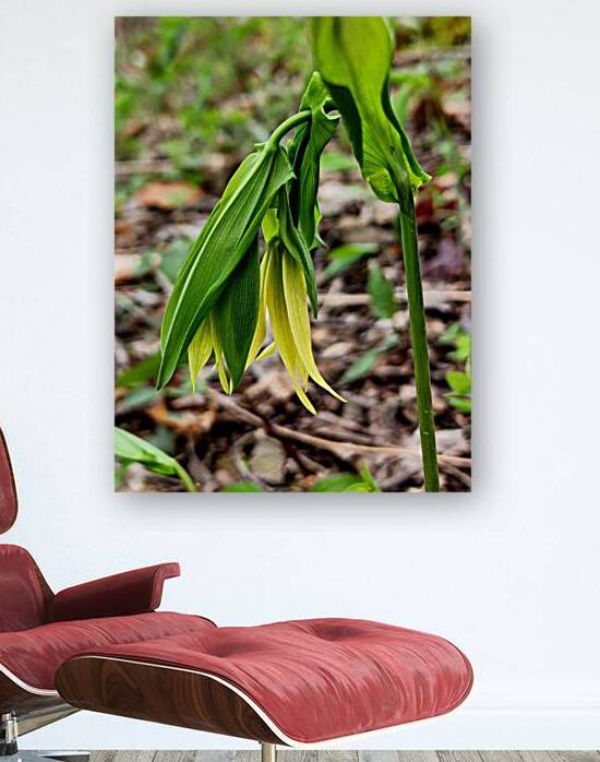 Uvalaria by Earthshine Emporium