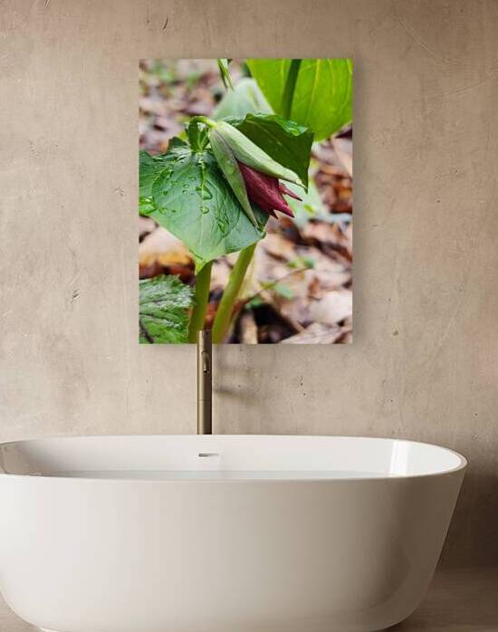 Red Trillium Bud by Earthshine Emporium