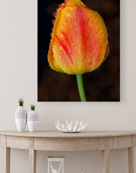 Stunning Tulip by Earthshine Emporium