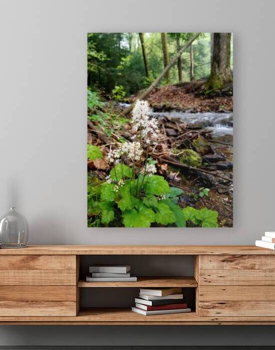 Foamflower Streamside by Earthshine Emporium