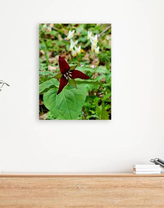 Red Trillium And Dutchmans Breeches by Earthshine Emporium