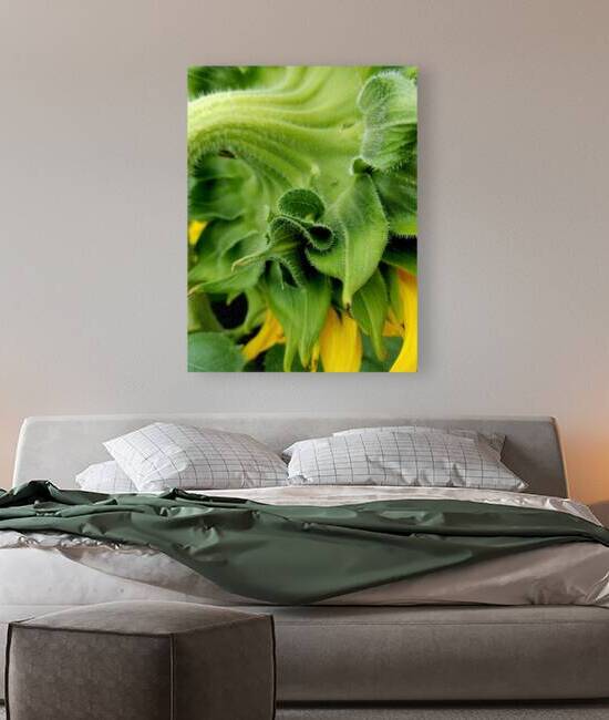 Sunflower Sepals by Earthshine Emporium