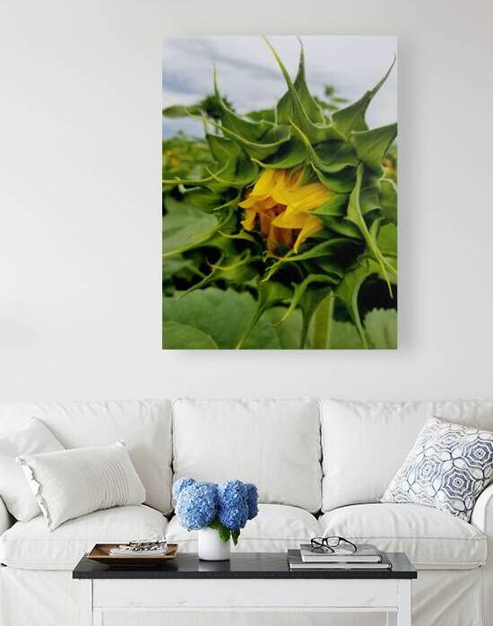 Sunflower Beak by Earthshine Emporium