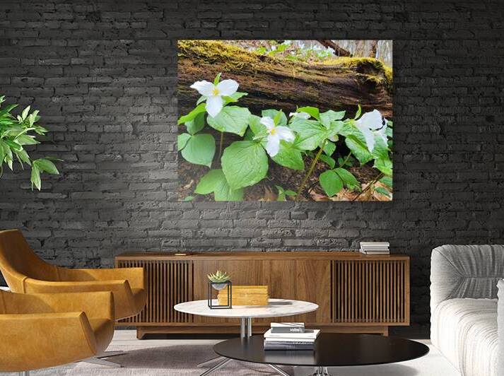 White Trillium Line by Earthshine Emporium