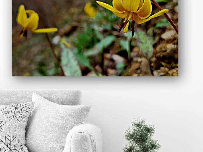 Trout Lilies by Earthshine Emporium