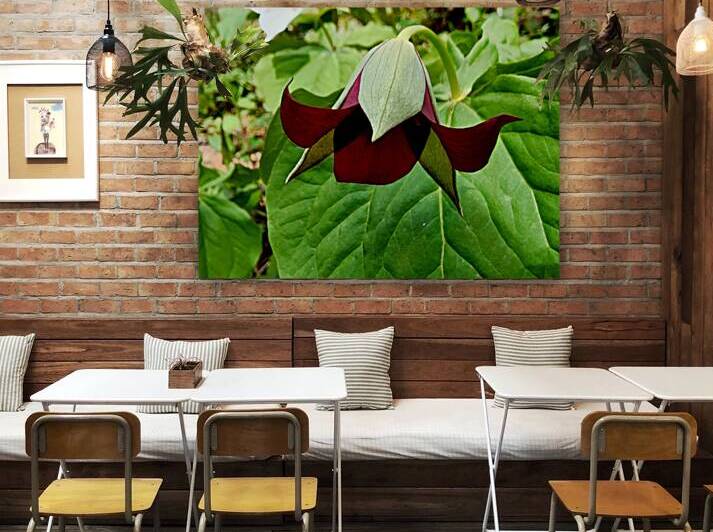 Red Trillium Nodding by Earthshine Emporium