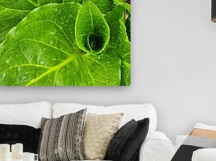 Skunk Cabbage by Earthshine Emporium