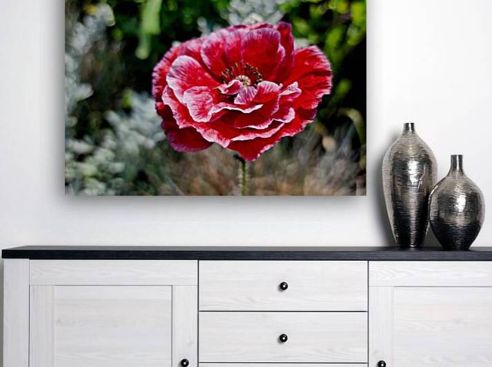 Variegated Poppy by Earthshine Emporium