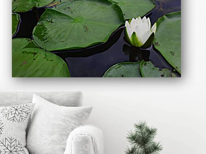Water Lily 2 by Earthshine Emporium