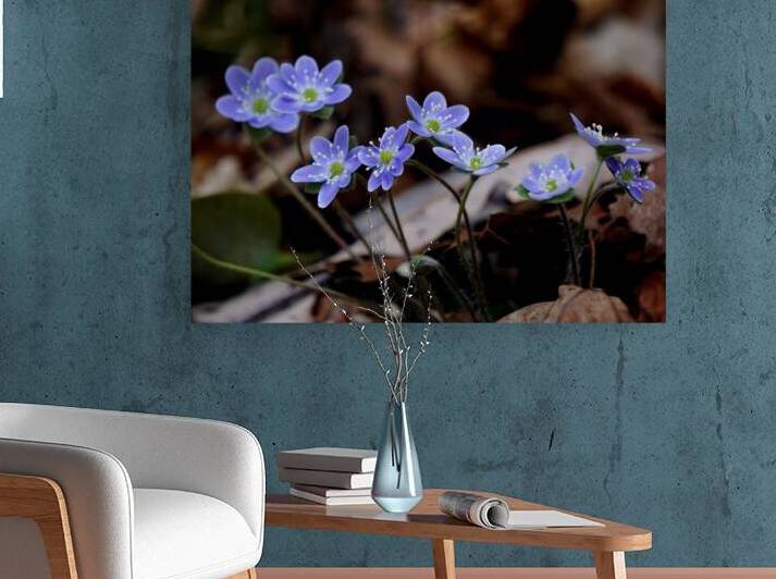 Hepatica by Earthshine Emporium