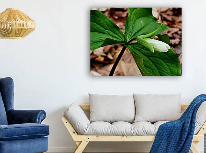 White Trillium Bud by Earthshine Emporium