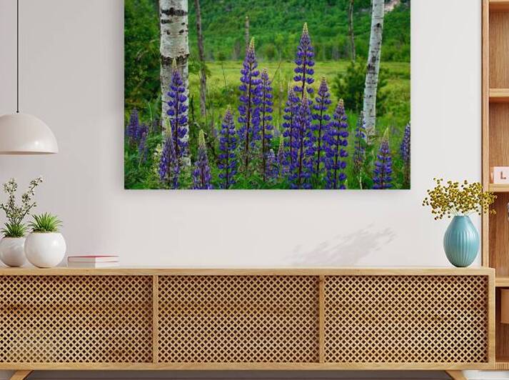 Maine Lupines by Earthshine Emporium