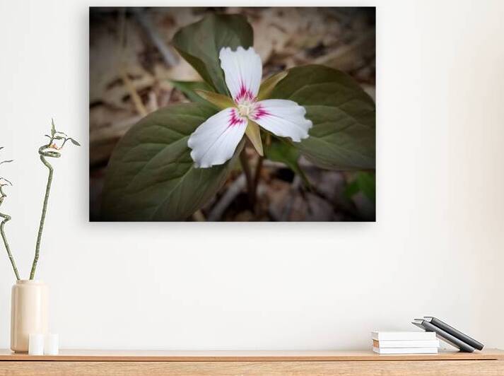 Painted Trillium by Earthshine Emporium