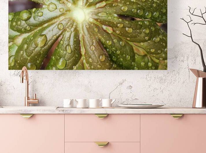 Raindrops On Mayapple by Earthshine Emporium